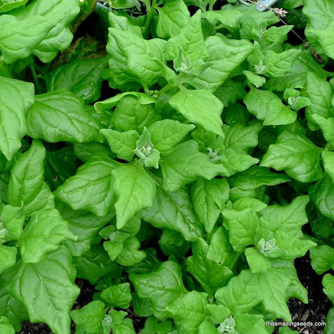 New Zealand Spinach, Tetragonia tetragonoides, Warrigal greens Seeds