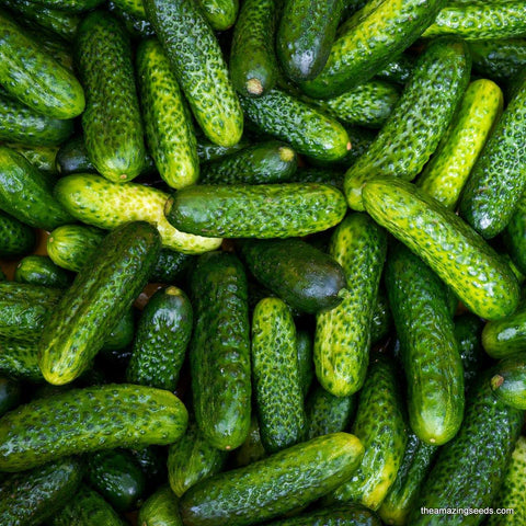 Boston Pickling Cucumber Heirloom Seed