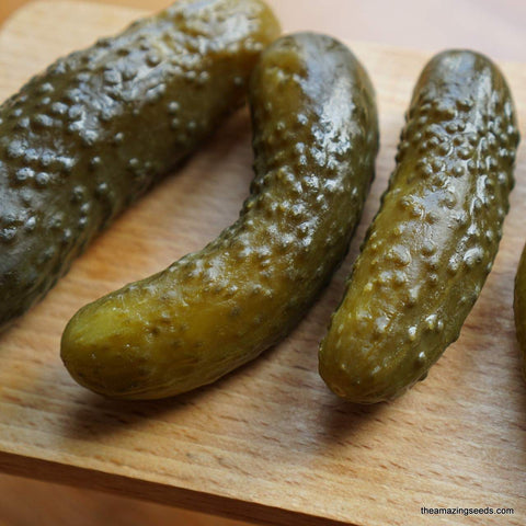 Boston Pickling Cucumber Heirloom Seed