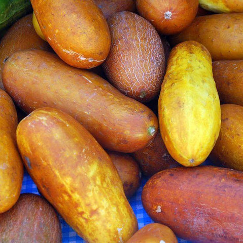 Poona Kheera Cucumber