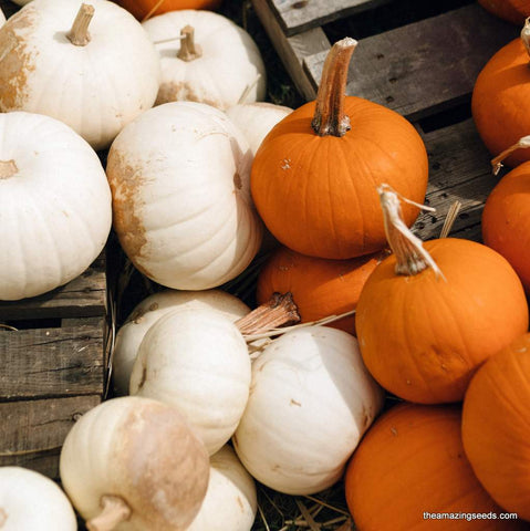 Mini Harvest pumpkin Seed Mix / Small pumpkin