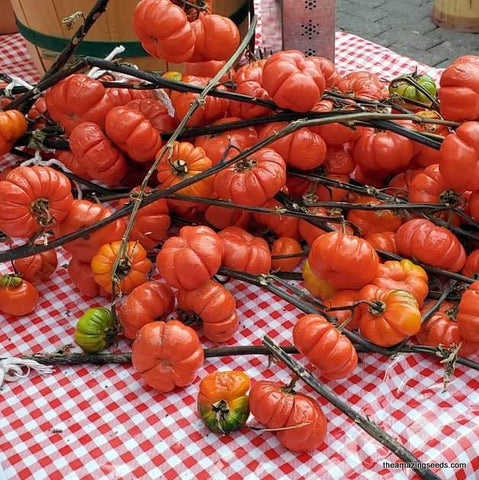 Organic Ornamental Eggplant, Pumpkin On A Stick Eggplant,  Pumpkin bush, scarlet eggplant,kumba,mini pumpkin