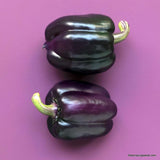 Heirloom Purple Beauty Sweet Pepper Seeds