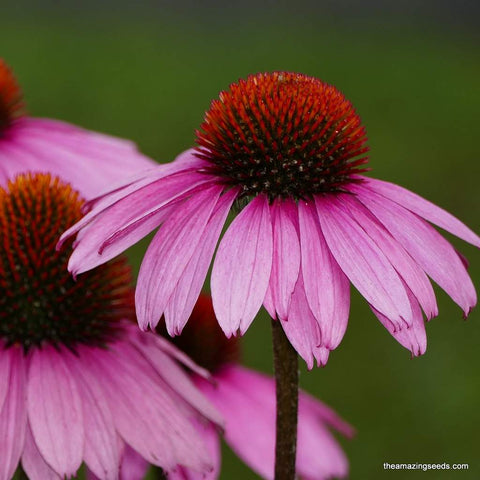 Purple Coneflower Seeds (Echinacea purpurea), Medicinal,Herbal Tea flower Seeds