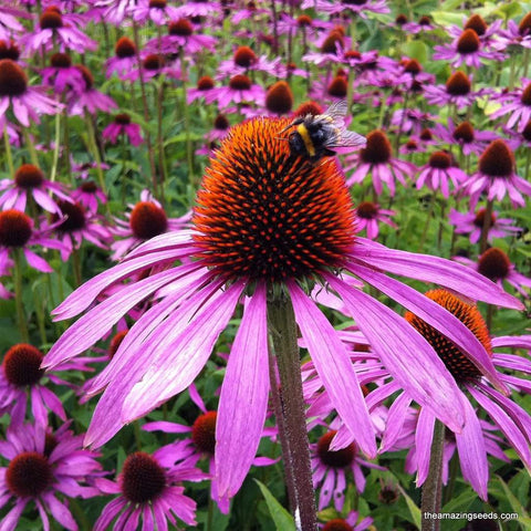 Purple Coneflower Seeds (Echinacea purpurea), Medicinal,Herbal Tea flower Seeds