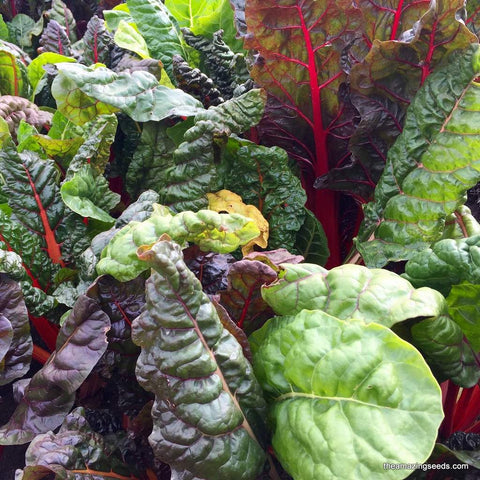 Heirloom Rainbow Swiss Chard Seed