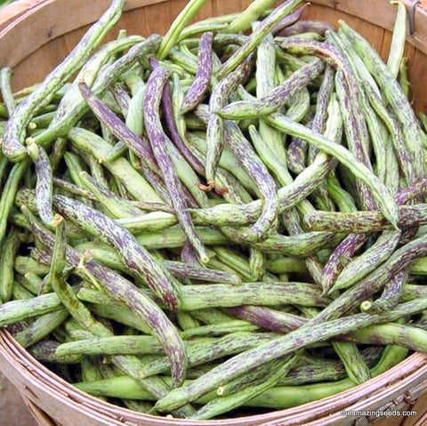 Rattlesnake Pole Beans, Preacher Bean, Heirloom, Non GMO