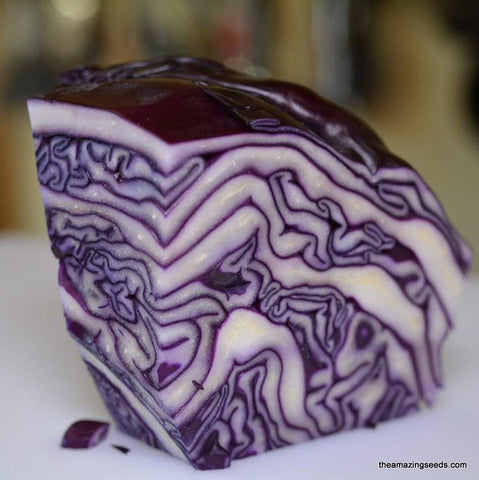 Cabbage Red Acre, Microgreen Seeds