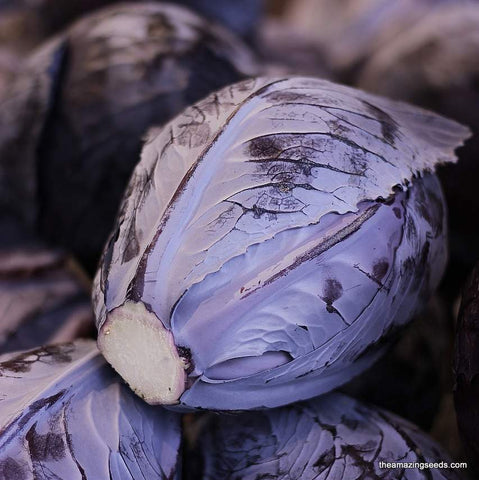Cabbage Red Acre, Microgreen Seeds