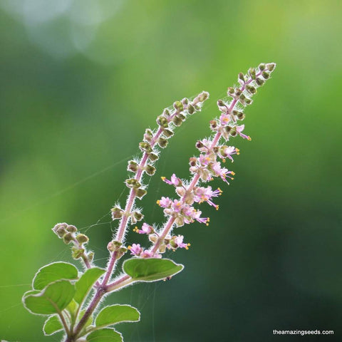 Red Leaf Holy Basil Seeds
