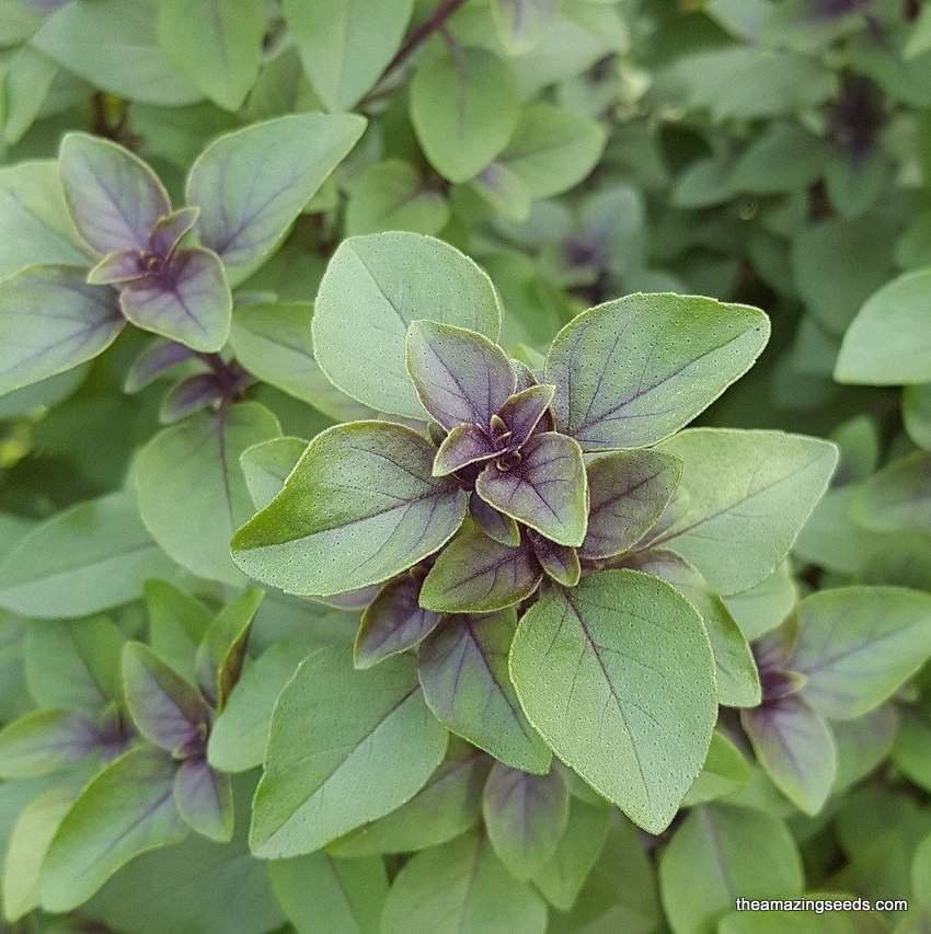 holy basil seeds for planting Red Leaf Holy Basil Seeds – The Amazing Seeds