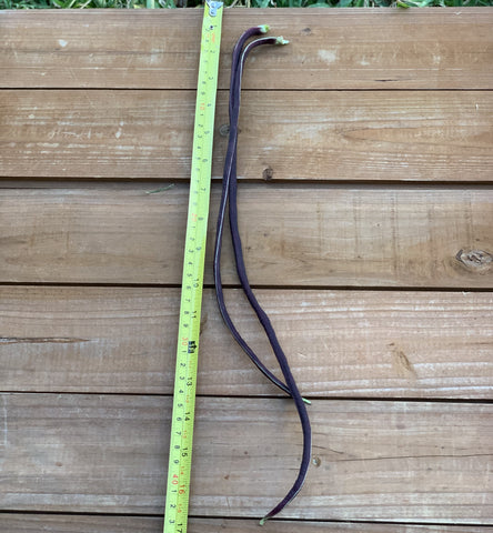 Yard Long Pole Bean, Red Noodle, Chinese Asparagus, Stringless Bean Seeds