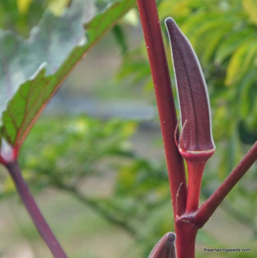 Organic Red Burgundy Okra Seeds