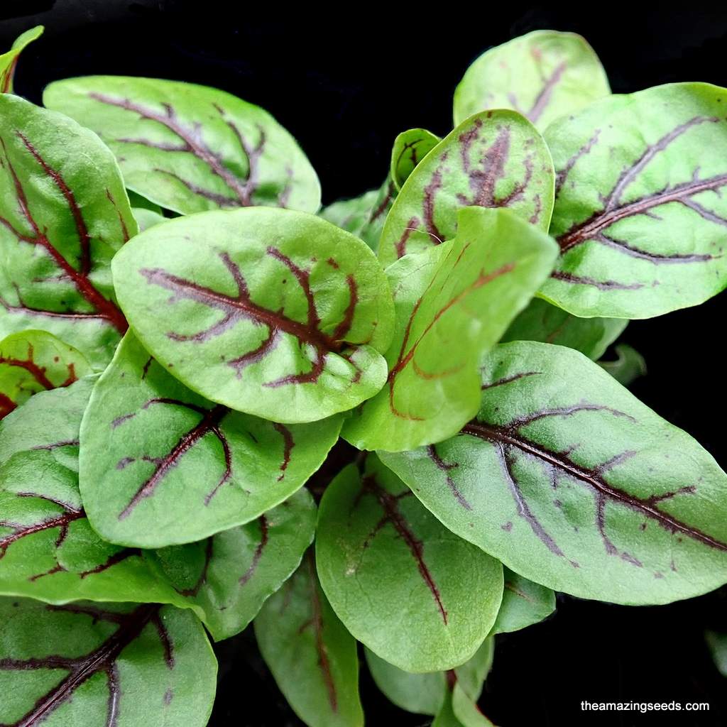 Red Veined SORREL seeds/Rumex sanguineus Culinary Herb Gardening & Micro Greens Seeds