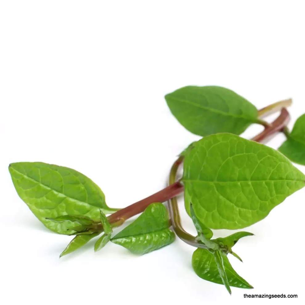 Malabar Spinach, Red, Oraganic, Alugbati, Vietnamese Spinach, Pui, Poi Saag, Organic, Heirloom Seeds