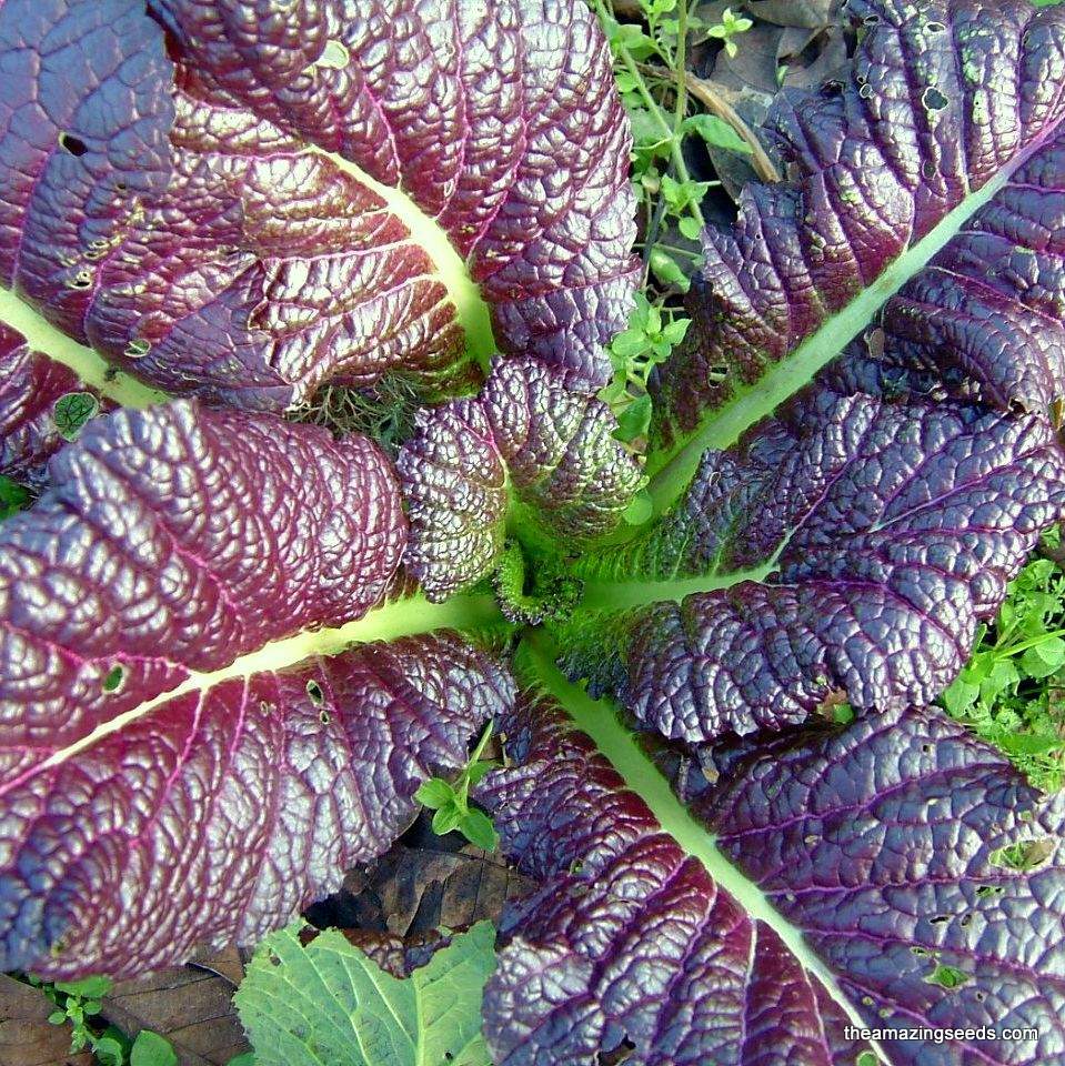 Mustard, Red Giant, Japanese Giant Red, Mustard Greens, Microgreens, Heirloom Seeds