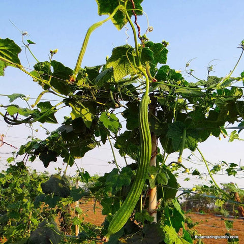 Heirloom Angled Luffa, BONANZA, Tori, Turai, BeeraKayi, Ridge Gourd, Loofah seeds