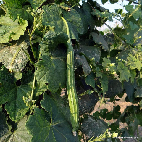 Heirloom Angled Luffa, BONANZA, Tori, Turai, BeeraKayi, Ridge Gourd, Loofah seeds