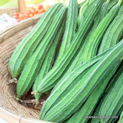 Angled Luffa, Chinese Okra, Madhuri, Turai, BeeraKayi, Ridged Loofah Gourd seeds, 廣東絲瓜 稜角絲瓜 角瓜 勝瓜