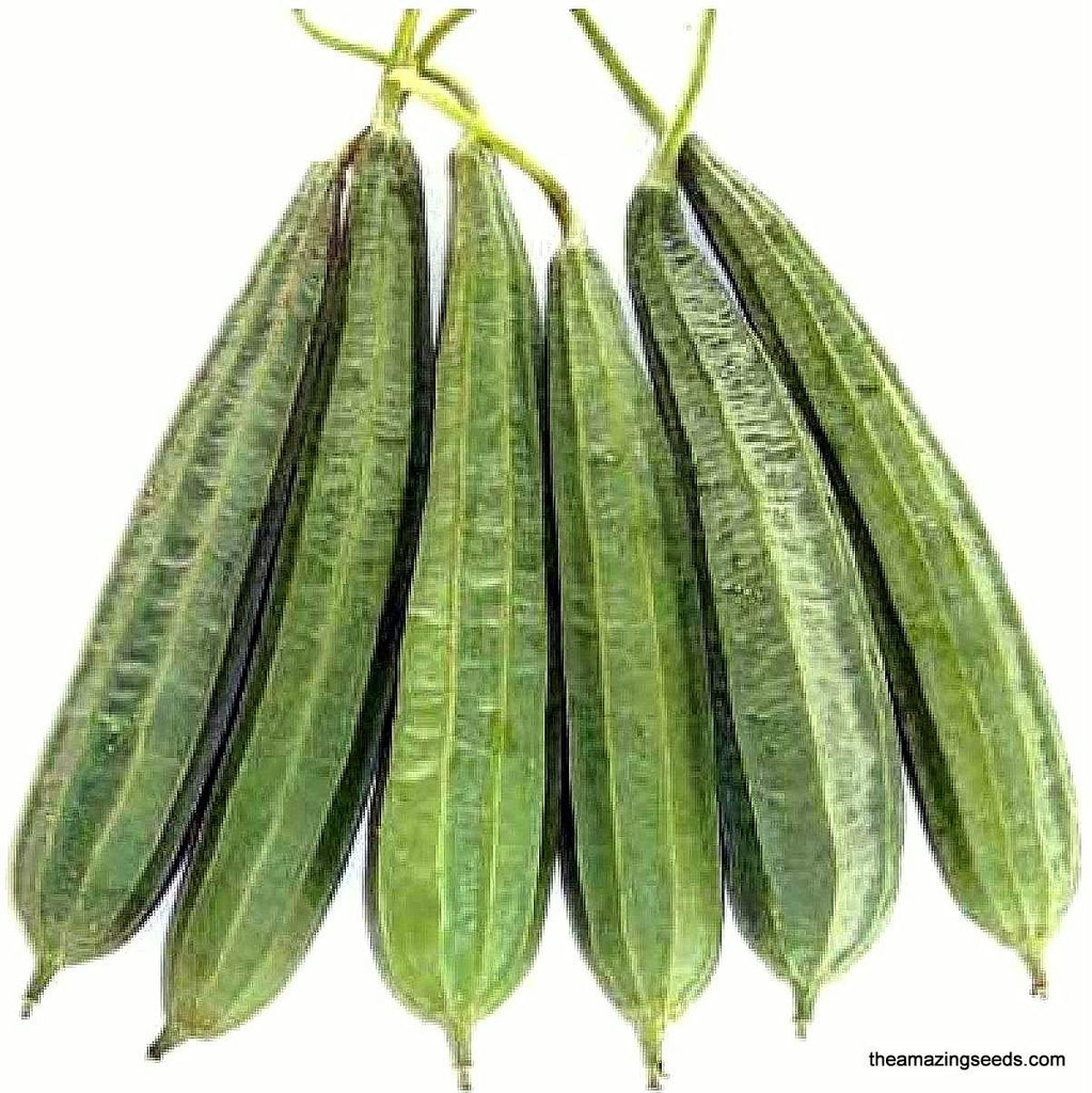 Ridged Gourd