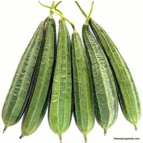 Angled Luffa, Chinese Okra, Madhuri, Turai, BeeraKayi, Ridged Loofah Gourd seeds, 廣東絲瓜 稜角絲瓜 角瓜 勝瓜