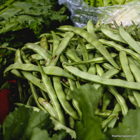 Heirloom Roma II Bush Bean Seeds