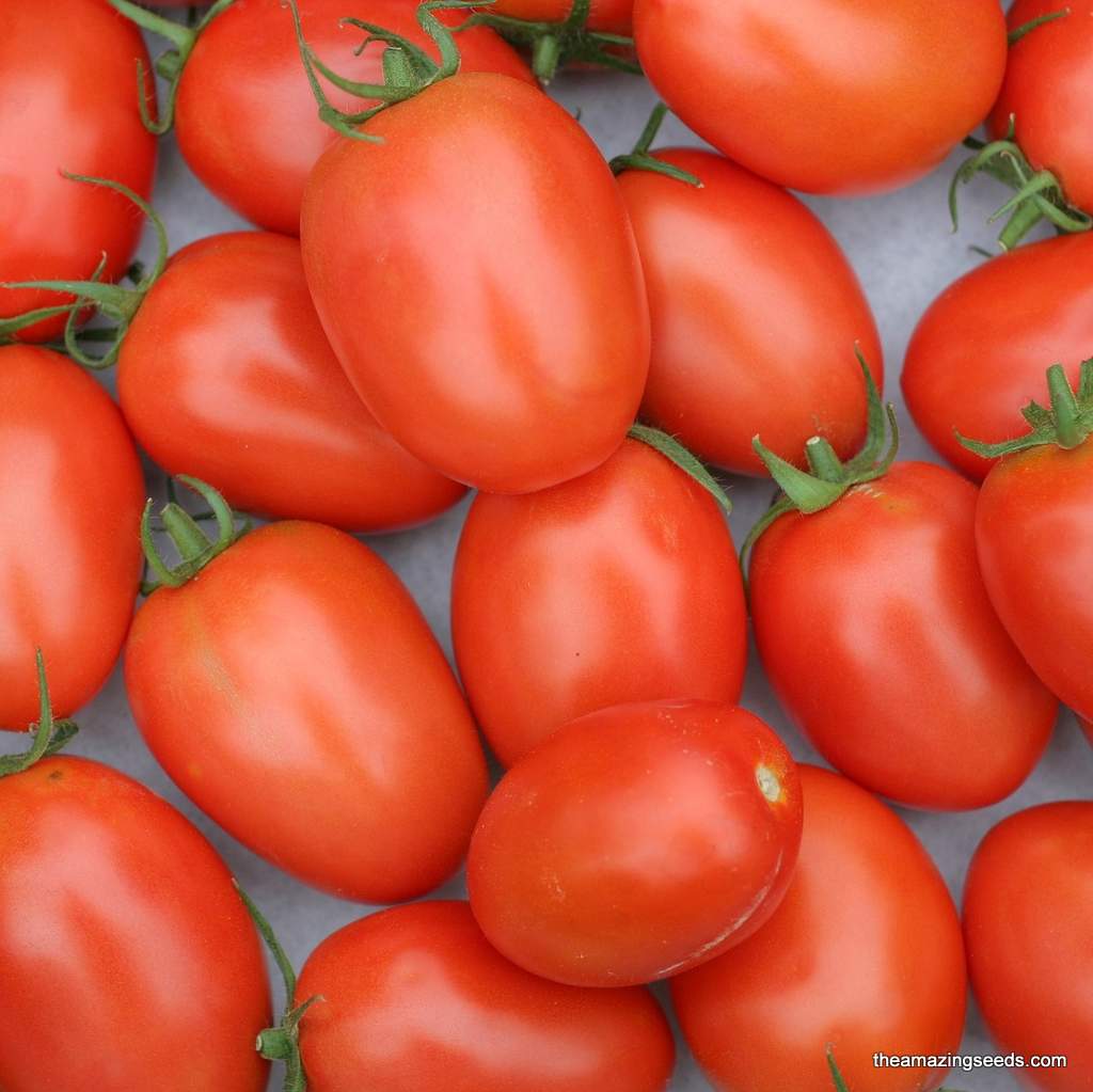 Heirloom Roma Tomato Seeds
