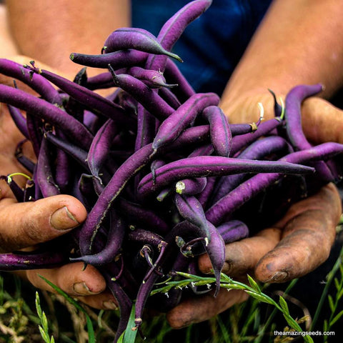 Royal Burgundy Bush Bean Seed