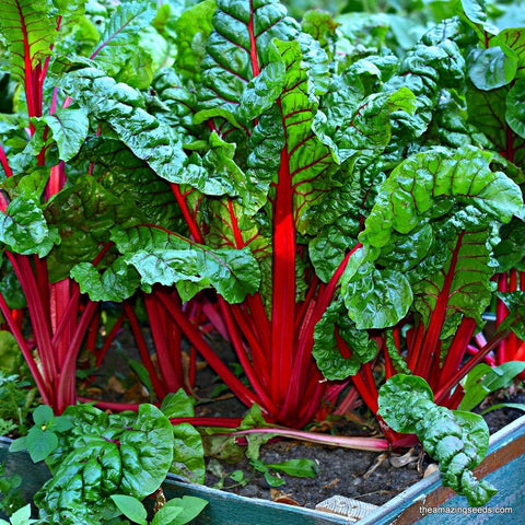 Ruby Red Swiss Chard Seeds/ Heirloom seeds /Microgreen Seeds