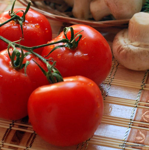 Floradade Tomato, Standard (Slicing) Tomato (Lycopersicon esculentum)