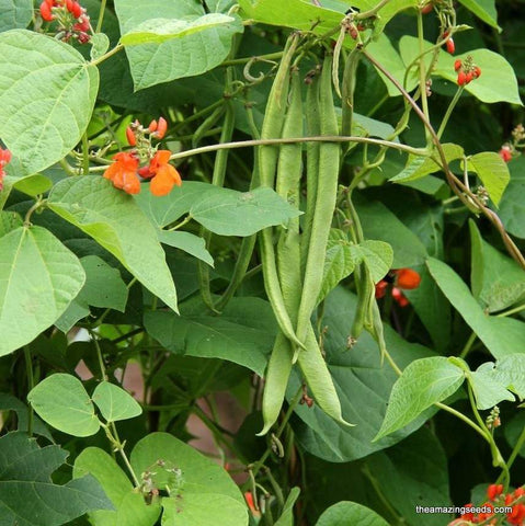 Heirloom Scarlet Emperor Runner Bean Seed
