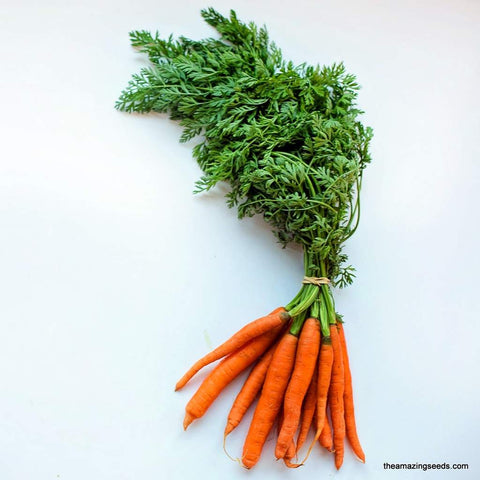 Scarlet Nantes Carrot SeedsHeirloom (200 Seeds)