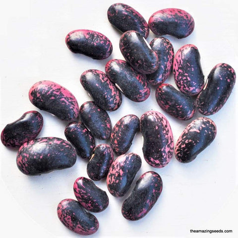 Heirloom Scarlet Emperor Runner Bean Seed
