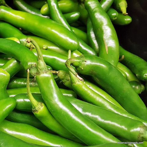 Heirloom Serrano Hot Pepper Seed