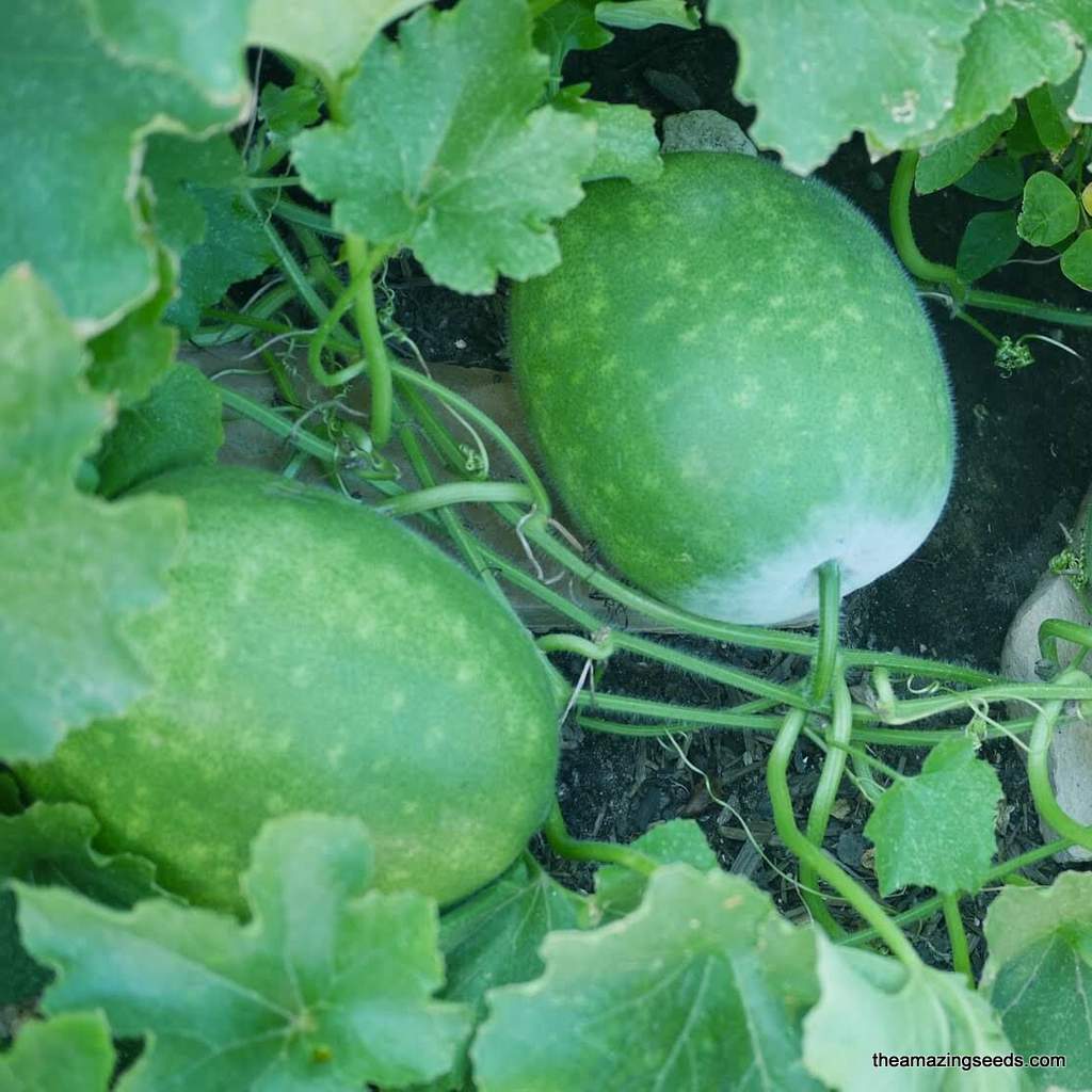 Heirloom Small Round Winter Melons, White Gourd, Wax, Ash Gourd, Petha Seeds, 小白圆冬瓜