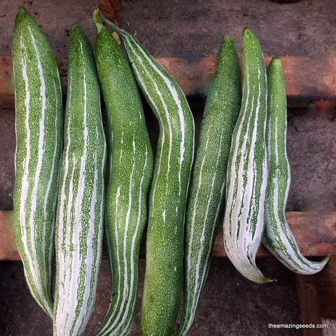Short Snake gourd Heirloom, Thai Snake, Serpent, Chachinda, BUAG NGU NAGA ,Pudalagai Kootu Seeds