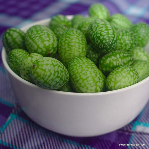 Heirloom Mexican Sour Gherkin Seeds/ Cucamelon Seeds/Spanish Sandiita/Cukette