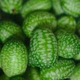 Heirloom Mexican Sour Gherkin Seeds/ Cucamelon Seeds/Spanish Sandiita/Cukette
