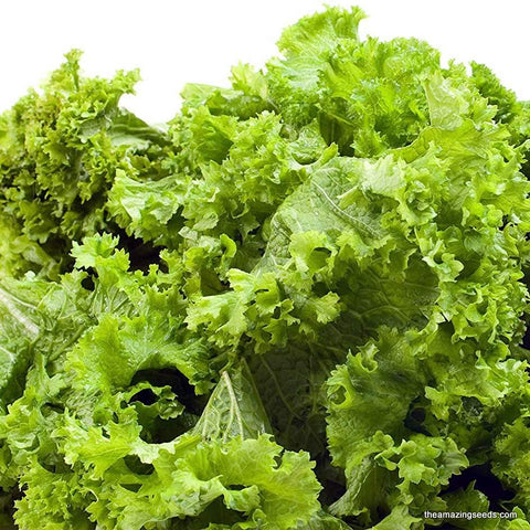 Mustard, Southern Giant Curled, Heirloom Seeds