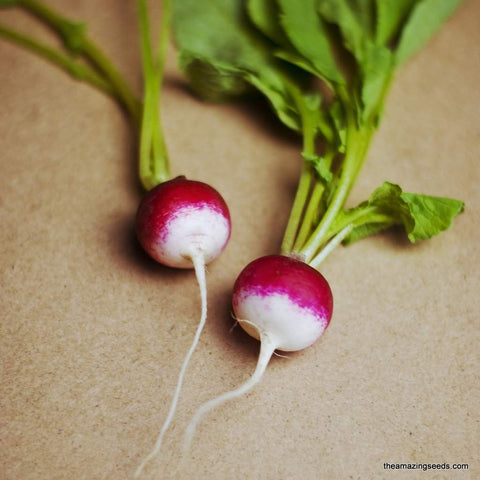 Heirloom Sparkler White Tip Radish Seeds