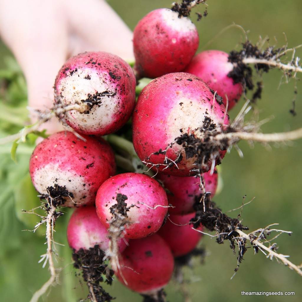 plant radish seeds Heirloom Sparkler White Tip Radish Seeds – The Amazing Seeds