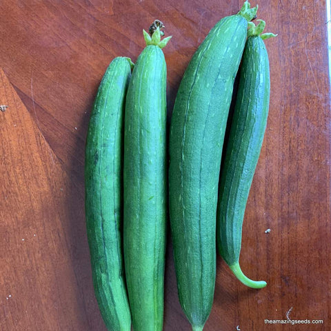 Sponge Gourd Seeds ,Luffa Smooth, Galki, Gilki ,Chikni Turai, Nenwa Seeds, muop huong Seeds