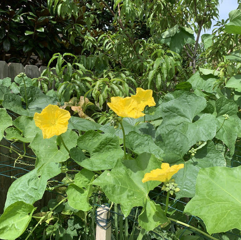 Extra Long Sponge Gourd Seeds ,Luffa Gourd, Galki,Gilki ,Chikni Turai, Nenwa Seeds, Thai, Chinese Okra,muop huong