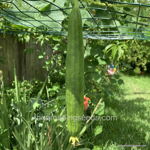 Sponge Gourd Seeds ,Luffa Smooth, Galki, Gilki ,Chikni Turai, Nenwa Seeds, muop huong Seeds