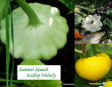 Summer Squash, Scallop Melody, Heirloom Seeds , guranteed mix
