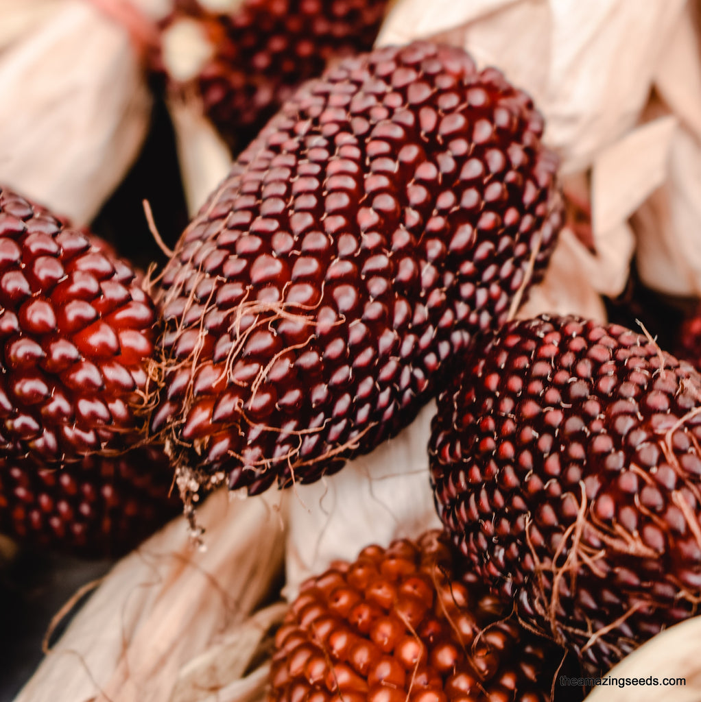 strawberry corn seeds Strawberry popcorn Seeds, Heirloom Indian Corn, Maize