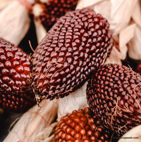 Strawberry popcorn Seeds, Heirloom Indian Corn, Maize