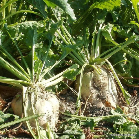 Sugar Beet Sweet White Seed Heirloom