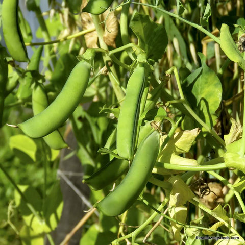 Peas, Sugar Snap Peas, Nitrogen Fixer, MicroGreen, Heirloom Seeds