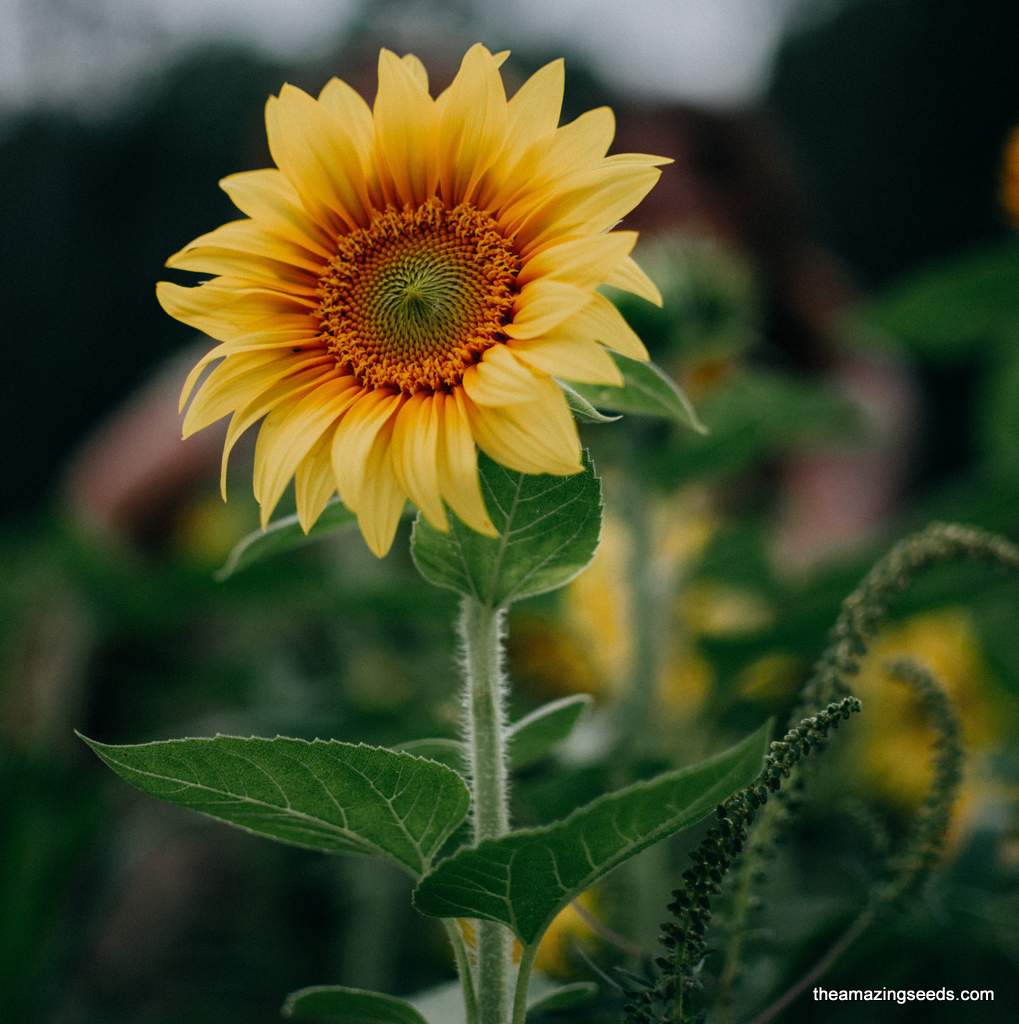 Sunspot Dwarf Sunflower Seeds, Helianthus annuus